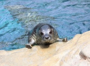 アクアマリンふくしま　ダイバーサポートスタッフ