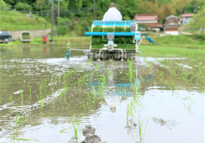 田植えの様子