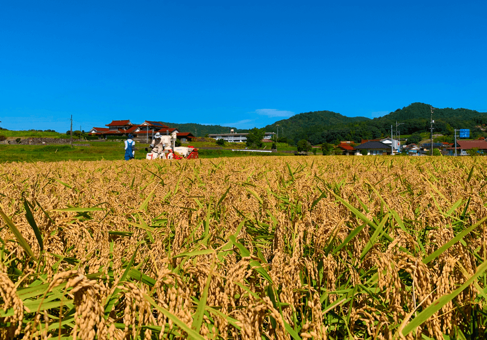 稲穂とトラクター
