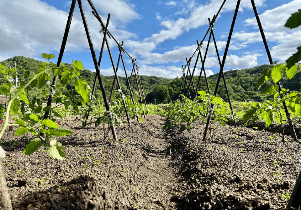 野菜農園